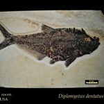 ryba z paleogenu